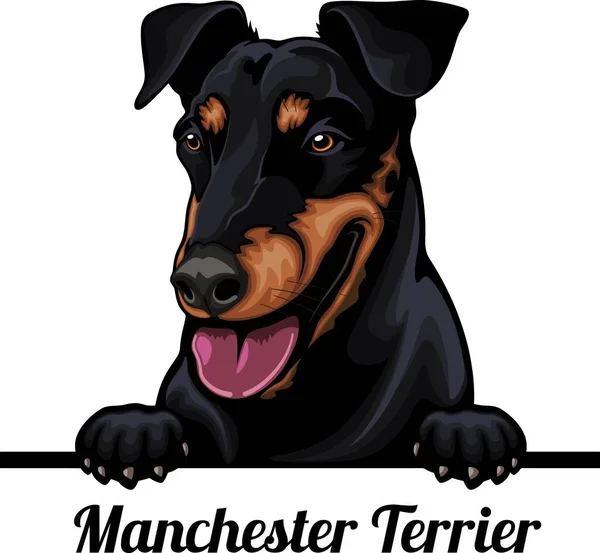 Manchester Terrier Color Peeking Dogs Dog Breed Color Image Dogs — Stock Vector