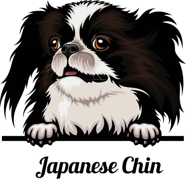 Japon çenesi - Renkli Dikizci Köpekler - Köpek cinsi. Beyaz bir arkaplanda izole edilmiş bir köpeğin renkli görüntüsü - vektör stoku