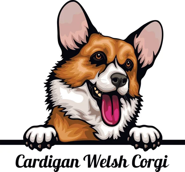 Cardigan Welsh Corgi - Color Peeking Dogs - głowa twarzy rasy izolowane na białym — Wektor stockowy