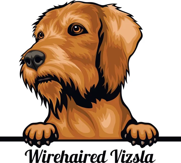 Wirehaired Vizsla - Color Peeking Dogs - głowa twarzy rasy izolowana na białym — Wektor stockowy
