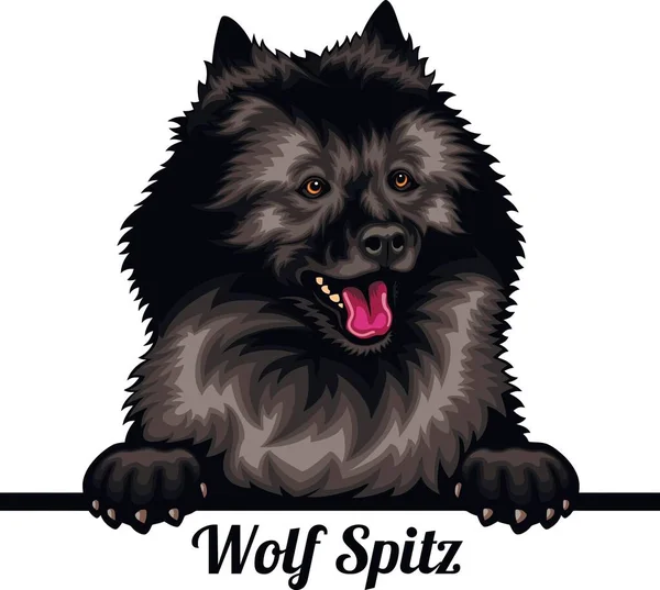 Wolf Spitz - Color Peeking Dogs - породистая голова, изолированная на белом — стоковый вектор