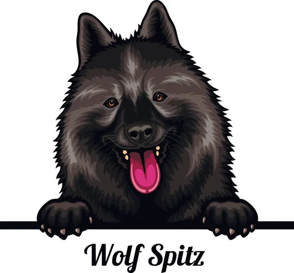 Wolf Spitz - Färg Kikande Hundar - ras ansikte huvud isolerad på vit — Stock vektor