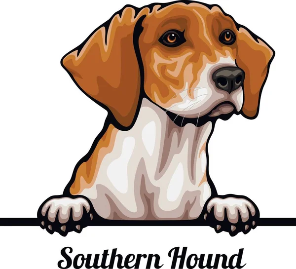 Southern Hound - Color Peeking Dogs - ras gezicht hoofd geïsoleerd op wit — Stockvector