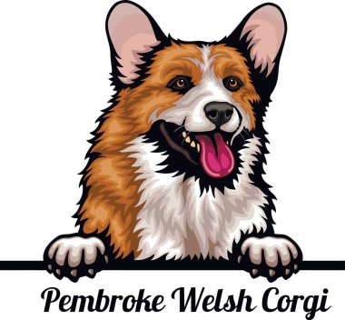 Pembroke Welsh Corgi - Renkli Dikizci Köpekler - Yüzü bembeyaz