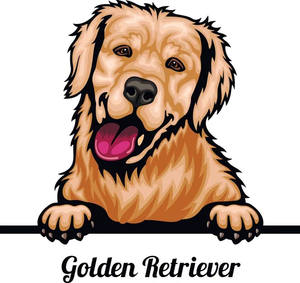 Golden Retriever - Color Peeking Dogs - ras gezicht hoofd geïsoleerd op wit — Stockvector