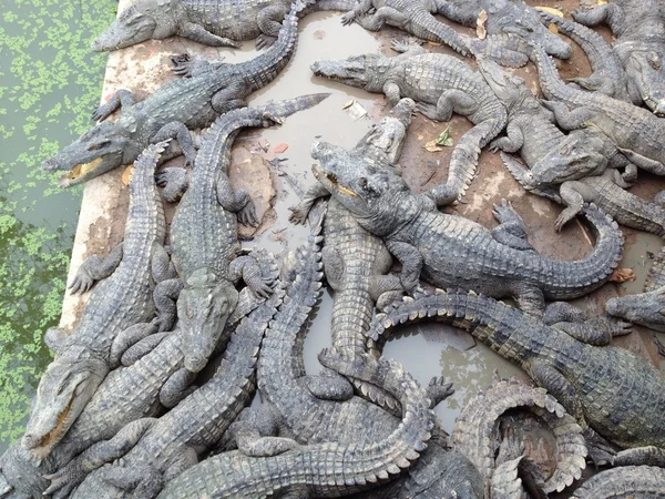 Крокодили, дітей, квіти, Ангкор Ват і інші краси Камбоджі Стокова Картинка