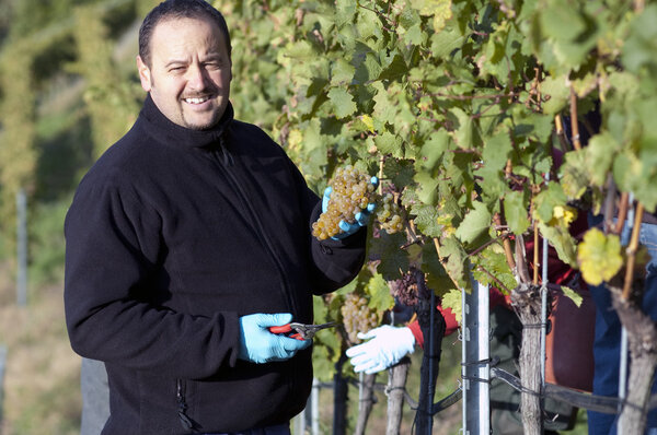 Винтнер в винограднике
