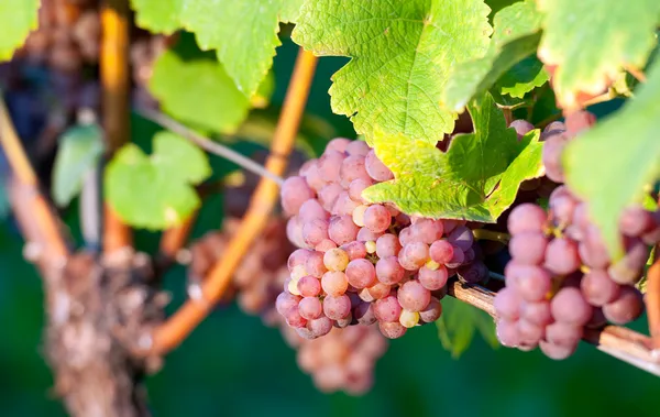 Рожевий винограду — стокове фото