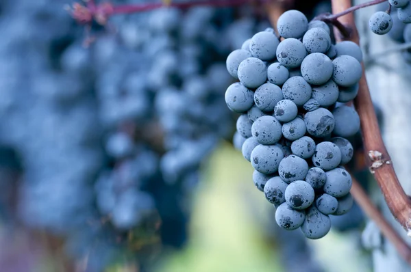 Uvas vermelhas — Fotografia de Stock