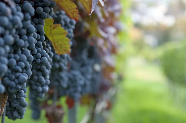 Red grapes — Stock Photo, Image