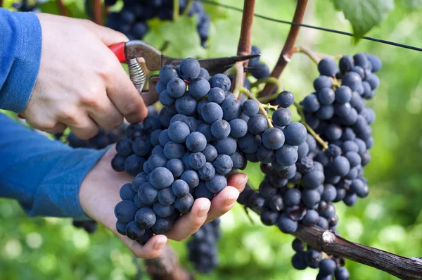 Harvesting grapes — Stock Photo, Image