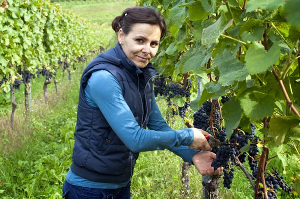 Woman picking grapes — Stock Photo, Image