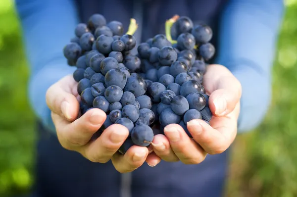 Hand vol van rode druiven — Stockfoto