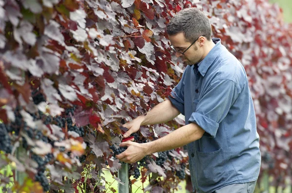 Harvesting red grapes — Stock Photo, Image