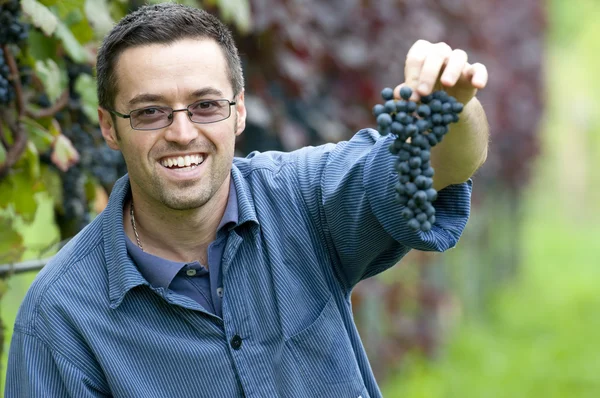 Harvesting red grapes — Stock Photo, Image