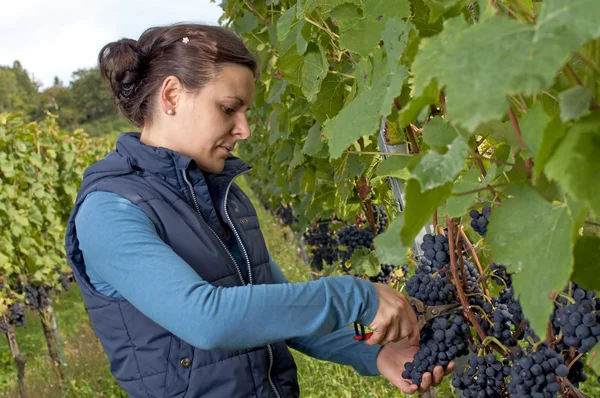 Kobieta zbieranie winogron — Zdjęcie stockowe