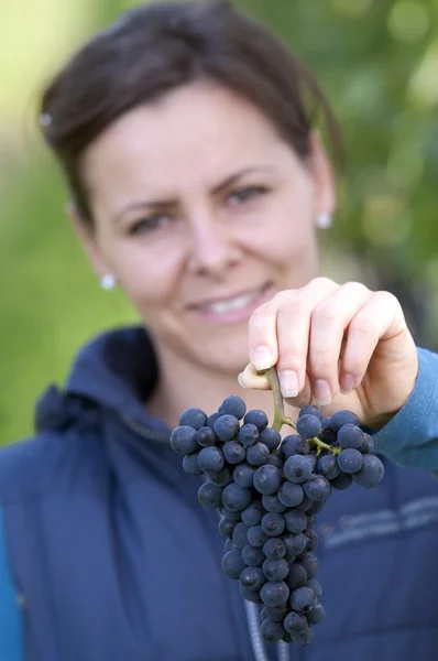 Vrouw plukken druiven — Stockfoto