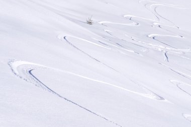 Freeride toz karda izler