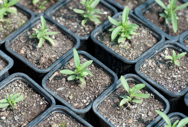 Pepper Seedlings — Stock Photo, Image