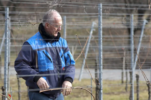 Experienced Vintner is working in the vineyard — Stock Photo, Image