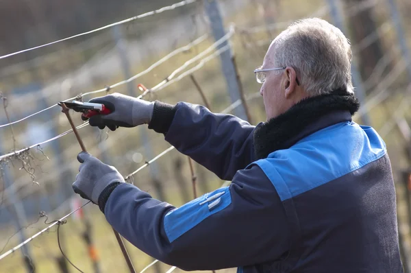 Vintner esperto sta lavorando in vigna — Foto Stock