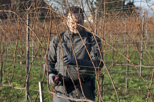 Vintner is pruning in the vineyard — Stock Photo, Image