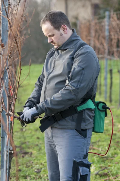 Vintner is pruning in the vineyard — Stock Photo, Image