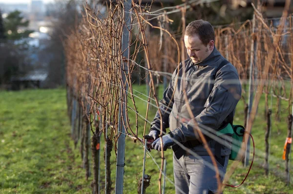 Vintner is pruning in the vineyard — Stock Photo, Image