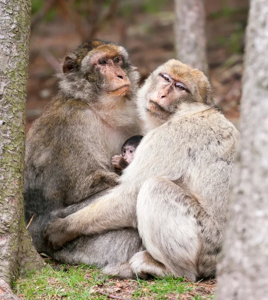 Famiglia delle scimmie — Foto Stock