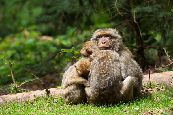 Monos bereberes — Foto de Stock