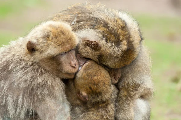 Monos bereberes — Foto de Stock