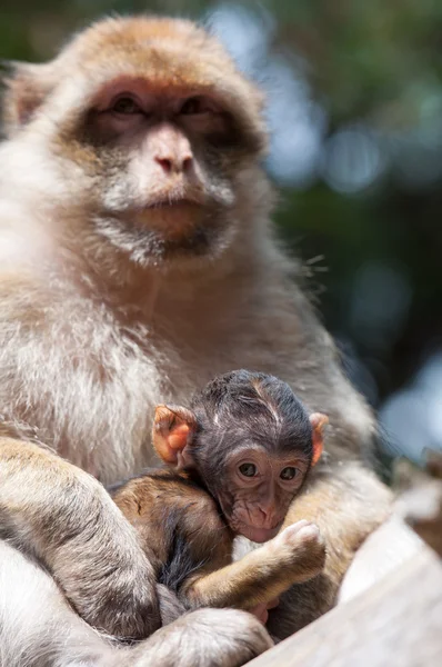 Monos bereberes — Foto de Stock