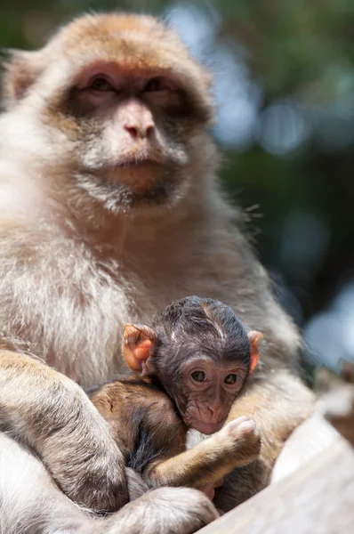 Singes berbères — Photo