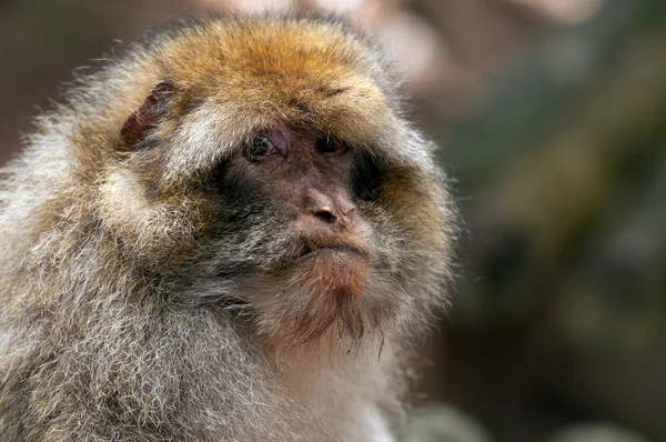 Berberski małpa — Zdjęcie stockowe