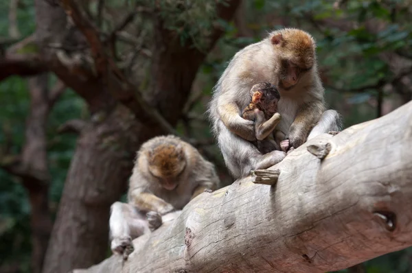 Singes berbères — Photo