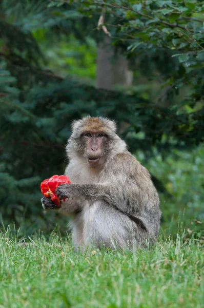 柏柏尔猴 — 图库照片