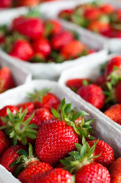 Frische Erdbeeren — Stockfoto