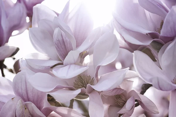 Magnolia Flower — Stock Photo, Image