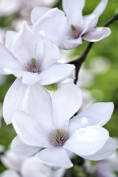 Flor de magnolia —  Fotos de Stock