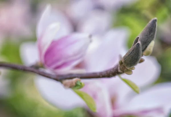 목련 꽃 — 스톡 사진
