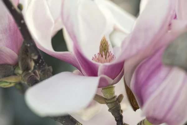 Magnolia Flower — Stock Photo, Image
