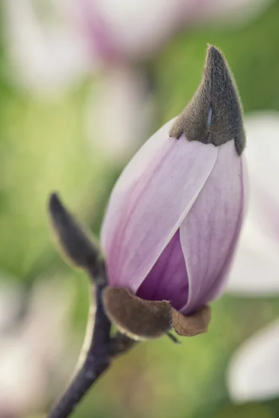 Flor de magnolia —  Fotos de Stock