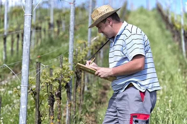 Agricoltore in vigna — Foto Stock