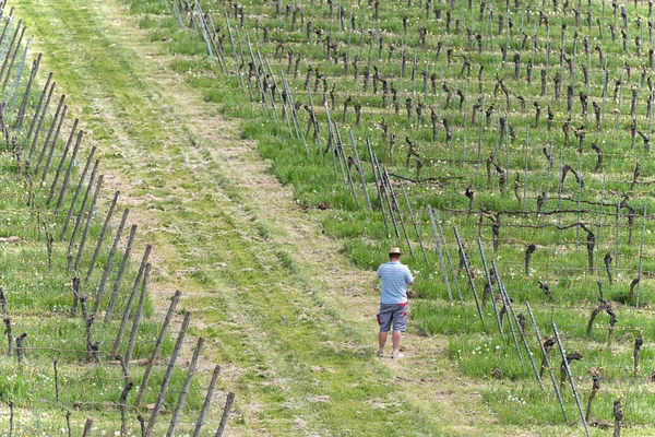 Agricultor na vinha — Fotografia de Stock