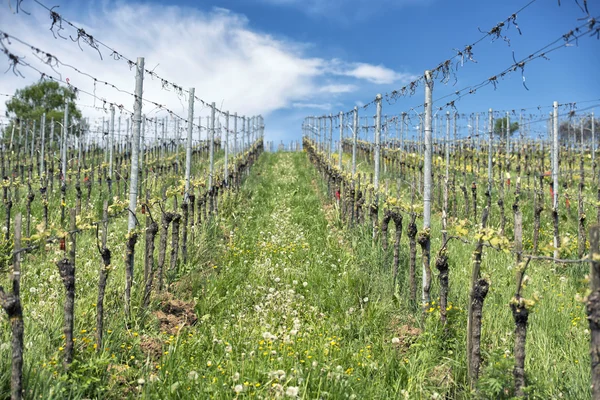 Weinbaulandschaft — Stockfoto