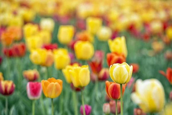 Barevné tulipány — Stock fotografie