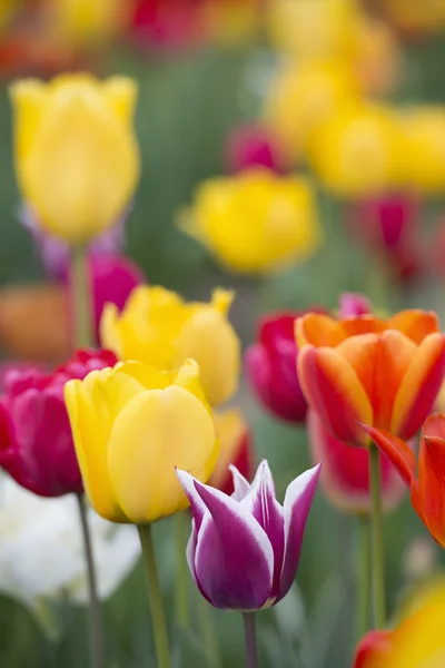 Kleurrijke tulpen — Stockfoto