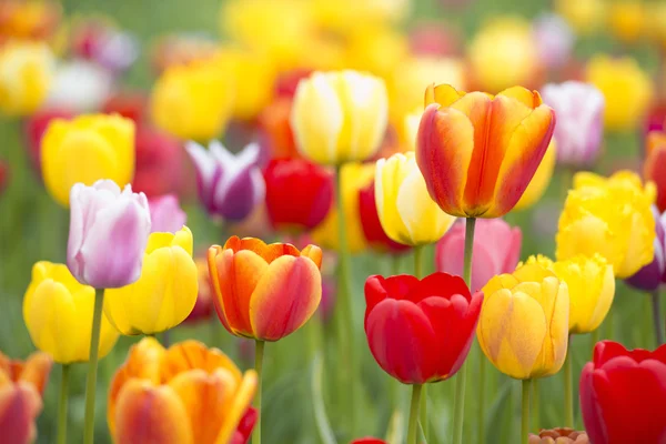 Kleurrijke tulpen — Stockfoto