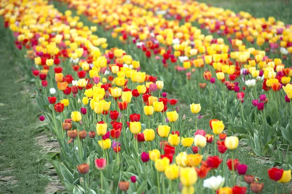 Barevné tulipány — Stock fotografie