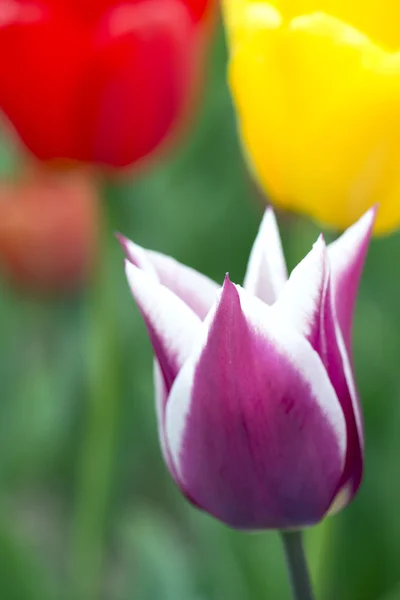 Kleurrijke tulpen — Stockfoto